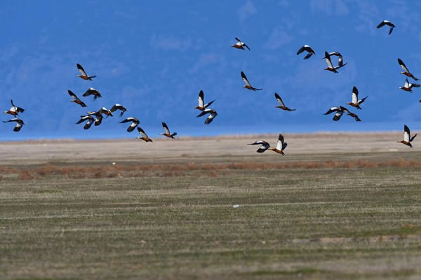 Su Kuşlarının Sayısı Belli Oldu