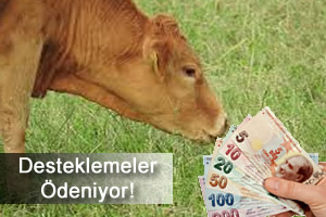 Buzağı Desteklemeleri Müjdesi