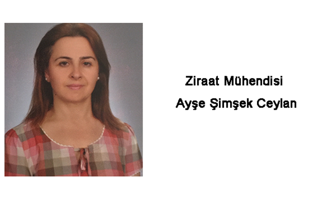 Arılar Sadece Bal Üretmiyor