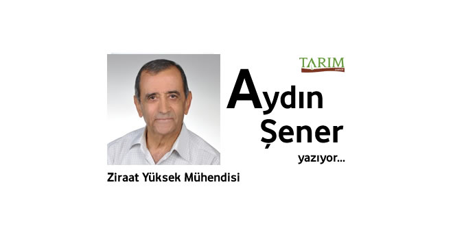 ZEYTİNYAĞINDA PROBLEM AYNI