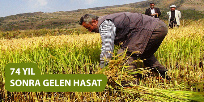 GÜROYMAK TA 74 YIL SONRA PİRİNÇ HASADI