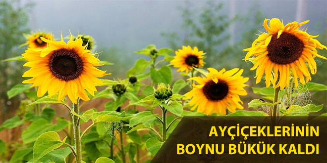 ÇİFTÇİNİN YÜZÜNÜ ALTERNATİF ÜRÜN DE GÜLDÜRMEDİ