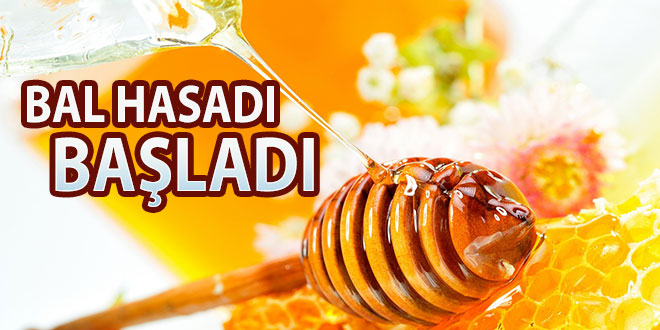 BAL HASADI BAŞLADI
