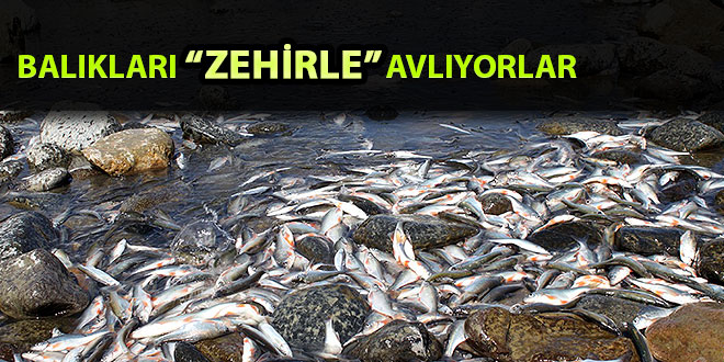 Balığı Zehirleyerek Avlıyorlar