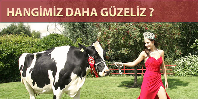 SIĞIRLAR GÜZELLİK YARIŞMASI İÇİN PİSTE ÇIKTI