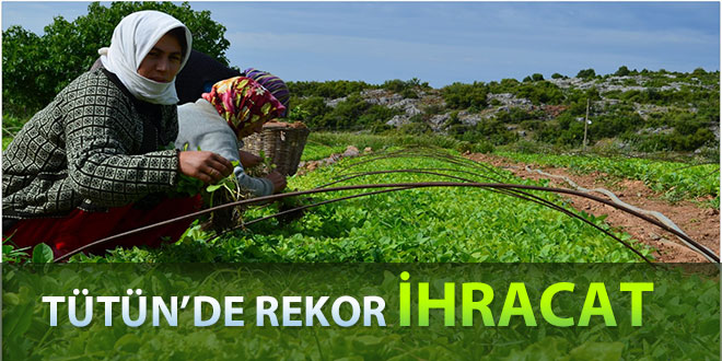 TÜTÜN İHRACATI YÜZLERİ GÜLDÜRDÜ