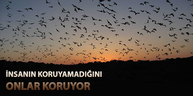 11 MİLYON ZEYTİN AĞACINI YARASALAR KORUYOR