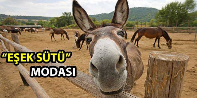 RUMLAR EŞEK SÜTÜNE MERAK SALDI