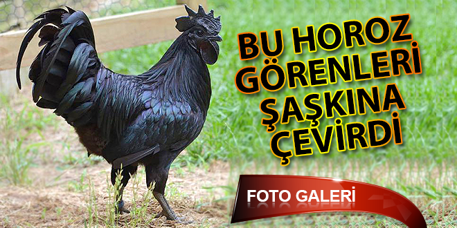Bu Horozu Görenleri Şaşkına Çevirdi