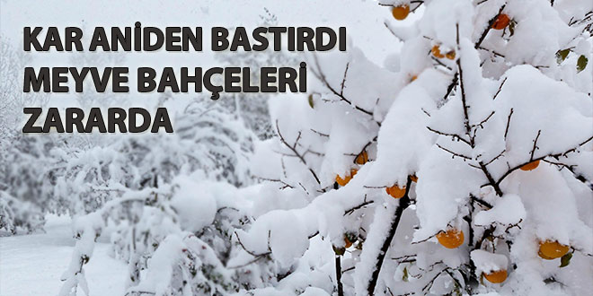 KAR YAĞIŞI MEYVE AĞAÇLARINA ZARAR VERDİ