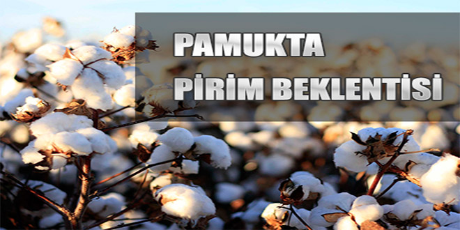 Pamukta prim beklentisi