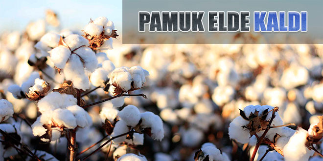 PAMUK ÇİFTÇİNİN ELİNDE KALDI