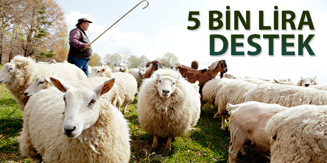 SERTİFİKALI ÇOBAN İÇİN 5 BİN LİRA DESTEK