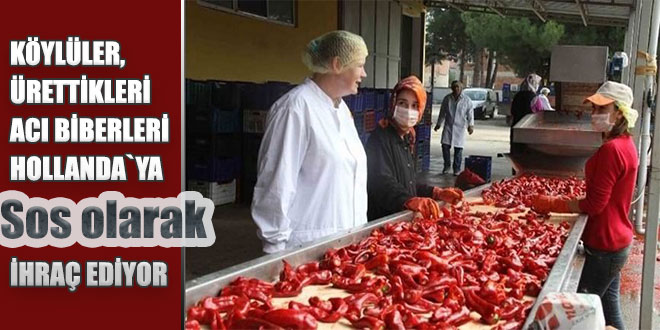 KÖYLÜLER ÜRETTİKLERİ ACI BİBERLERİ HOLLANDA YA SOS OLARAK İHRAÇ EDİYOR