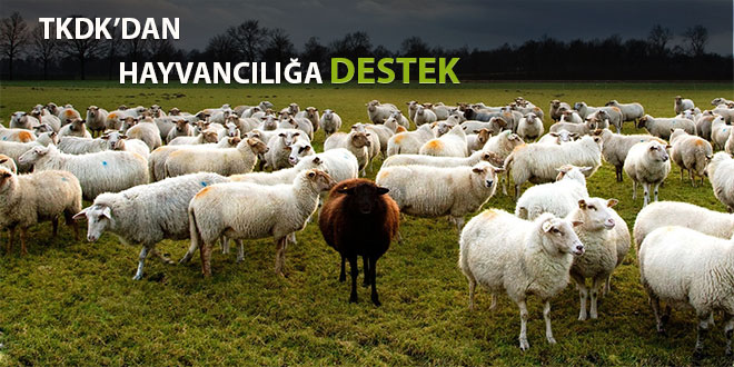 HAYVANCILIĞA MALİ DESTEK