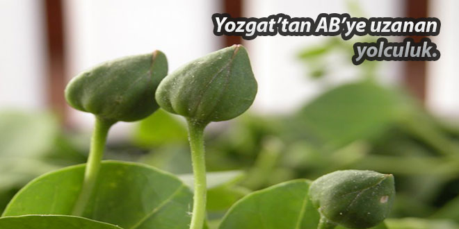 YOZGAT TAN AVRUPA ÜLKELERİNE VE ABD YE KAPARİ İHRACATI