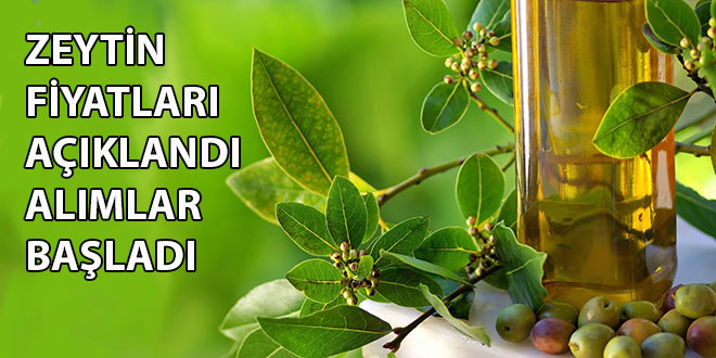 Tariş Zeytin Alımlarına Başladı