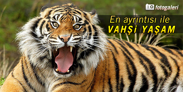 İŞTE YILIN EN İYİ YABAN HAYATI FOTOĞRAFLARI