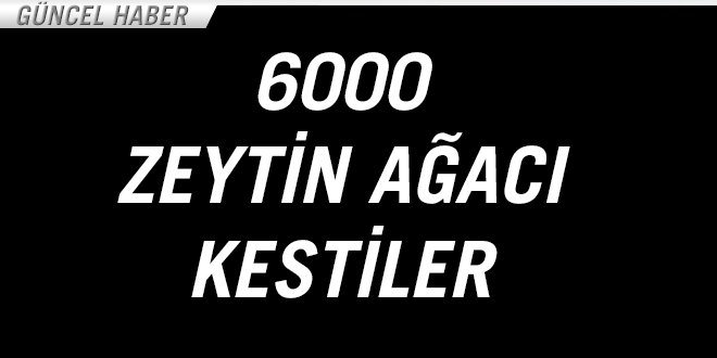 6000 Zeyin Ağacı kestiler