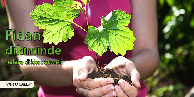 FİDAN DİKMİNDE NELERE DİKKAT EDİLMELİ