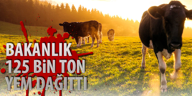 BAKANLIK 125 BİN TON YEM DAĞITTI