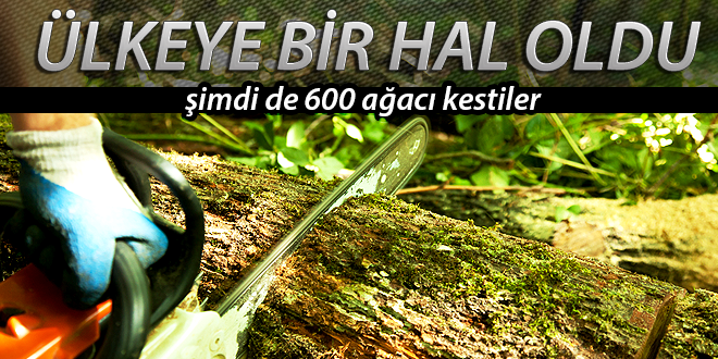 600 ağacı kestiler