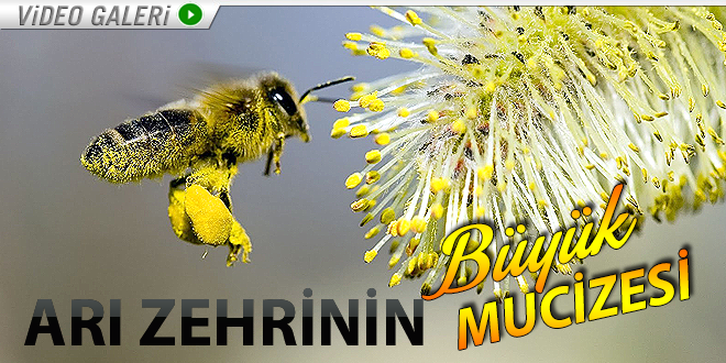 Arı zehirinin büyük mucizesi