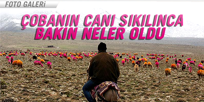 ÇOBANIN CANI SIKILINCA