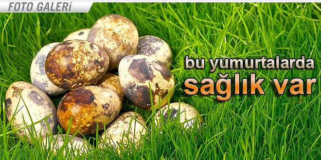 BILDIRCIN YUMURTASININ FAYDALARI SAYMAKLA BİTMİYOR