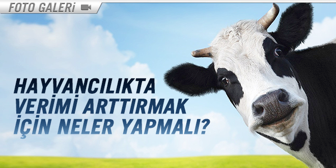 HAYVANCILIKTA VERİMİ ARTTIRMAK İÇİN
