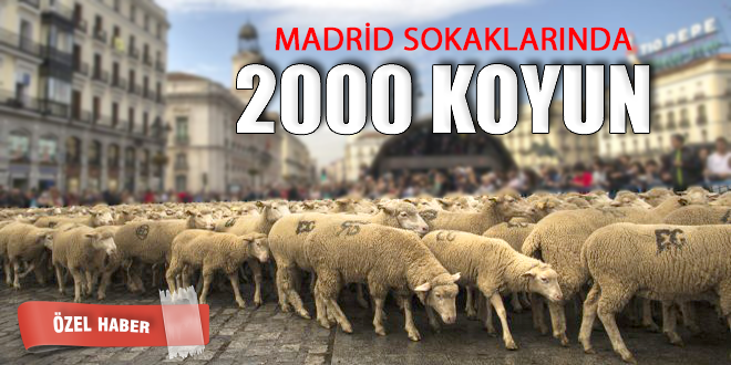 İSPANYOL ÇOBANLAR MADRİD SOKAKLARINA KOYUNLARI SALDILAR