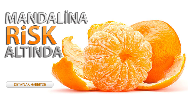 MANDALİNA RİSK ALTINDA