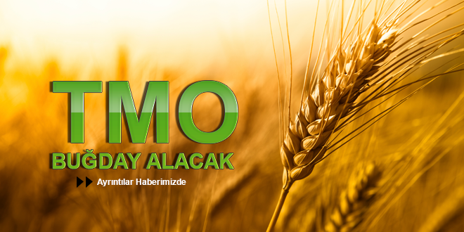 TMO BUĞDAY ALACAK
