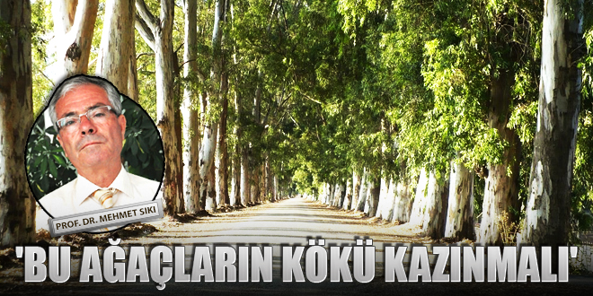 BU AĞAÇLARIN KÖKÜ KAZINMALI