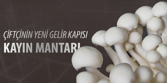 ÇİFTÇİNİN YENİ GELİR KAYNAĞI KAYIN MANTARI
