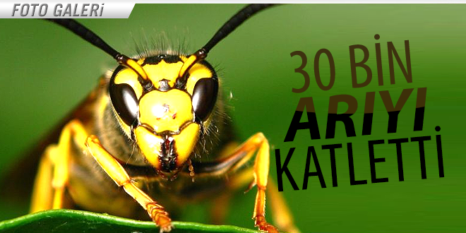 30 JAPON EŞEK ARISI 30 BİN BAL ARISINI KATLETTİ