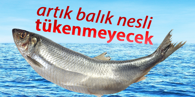 KARADENİZ DE NESLİ TEHLİKE ALTINDAKİ BALIK TÜRLERİ GEN BANKASI İLE KORUNACAK