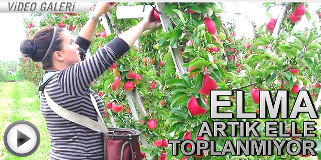 Elmalar artık elle toplanmıyor