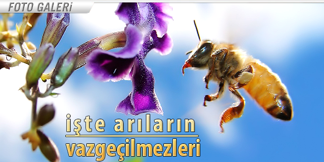 İŞTE ARININ VAZGEÇİLMEZLERİ