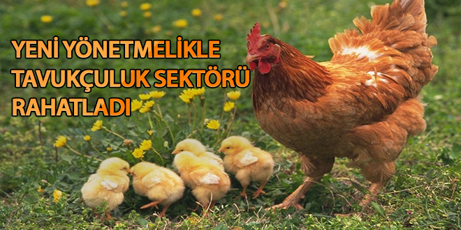 Yeni yönetmelikle tavukçuluk sektörü rahatladı