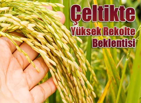 Çeltikte Yüksek Rekolte Beklentisi