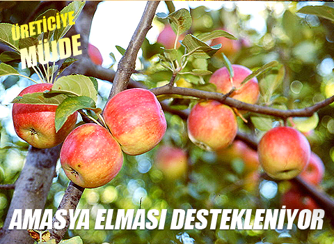 Amasya Elması Destekleniyor