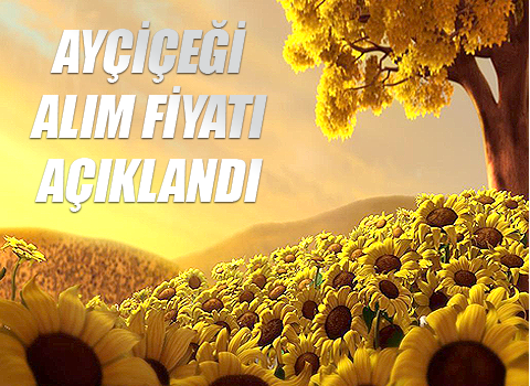 Ayçiçeği Alım Fiyatı Açıklandı
