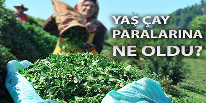 Yaş çay paralarına ne oldu