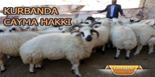 Ayıplı Kurbanlıktan 14 Gün İçinde Cayabilirsiniz