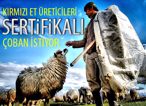 Kırmızı et üreticileri de sertifikalı çoban istiyor