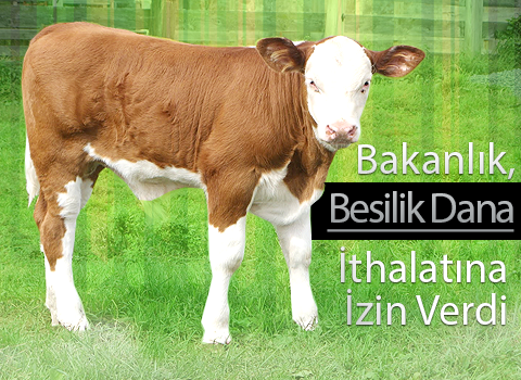 Bakanlık Besilik Dana İthalatına İzin Verdi