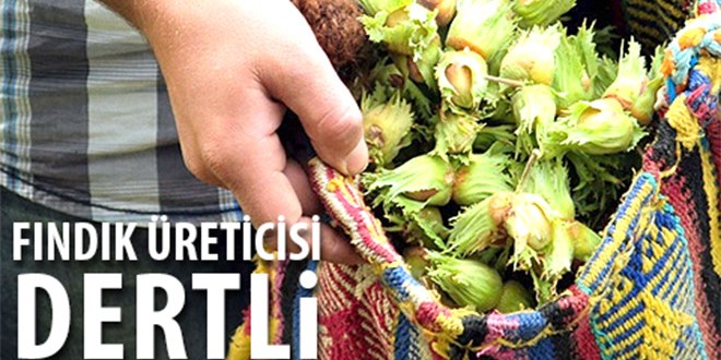 Fındık üreticisi dertli