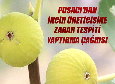Posacı dan İncir Üreticisine Zarar Tespiti Yaptırma Çağrısı