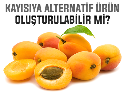 Kayısıya Alternatif Ürün Oluşturulabilir Mi